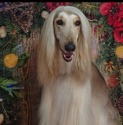 It is not uncommon for Afghan hounds to choose one person as their sole owner, even if they live ...