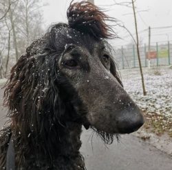The Afghan hound needs to be combed out 2-3 times a week, their hair is long, thick, and therefo ...