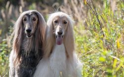 You need to bathe an Afghan Hound dog once a week, and it has its own “dancing with a tamb ...