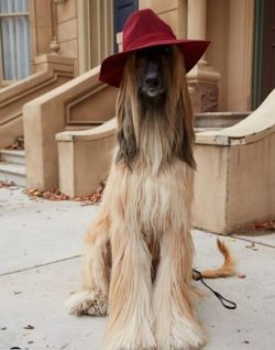 The proud manners and long, silky coat give the Afghan Hound a truly stately appearance. Thanks  ...