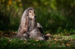The Afghan Hound is an ancient member of the greyhound family, bred thousands of years ago by no ...