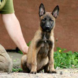 The Belgian Shepherd loves its owners infinitely, she is ready to protect them at any moment. Su ...