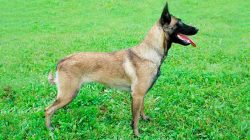 Malinois training is essential. A properly educated, trained dog will become an obedient helper  ...