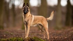 Malinois belongs to four types of the Belgian Shepherd Dog. The homeland of dogs is Belgium, the ...
