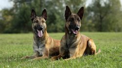 Malinois is rightfully considered the national breed of Belgium. 