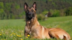 The first shepherd’s shepherds originated in Belgium through the efforts of nature and she ...