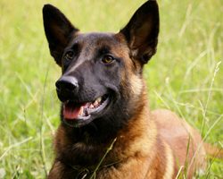 First, appreciating the merits of the Malinois, several enthusiasts began to improve them. At th ...