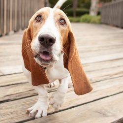 The Basset Hound has long been particularly popular. It can often be found in various commercial ...
