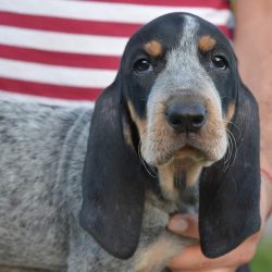 The breed was bred by Baron de Virlade by crossing the best French hunting dogs: the Sentonjoy,  ...