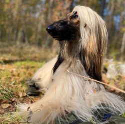 Afghan hounds are considered the models of the canine world because of their graceful appearance ...