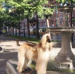 When Afghan hounds find themselves in an extremely stressful situation, they often refuse to mov ...