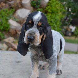 The coat is very short and fine.

The color is white with black dots or asymmetrical black spots ...
