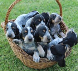 These dogs have a supersensitive sense of smell and the ability to run at a fast gallop, so they ...
