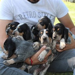 This is a wonderful hunting dog, adapted to swampy, high-mountainous areas, and plains. French h ...