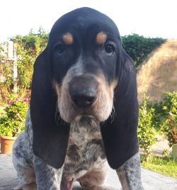 The breed was obtained as a result of crossing several subsequently forgotten wonderful breeds o ...