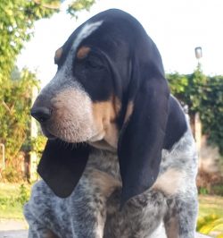 The breed was bred in 1692 by the Marquis Francois de Larier, who managed to cross various hound ...