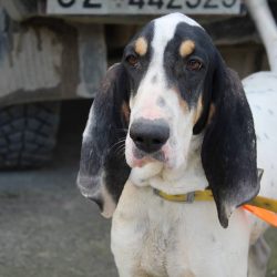 Can be stubborn and headstrong. Get along with relatives. Attaches to the owner and members of h ...