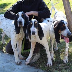 The Great Gascon Sentonjoie has a calm disposition. It is a friendly dog. She is friendly, obedient.