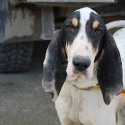 Of the three varieties of the French dog, black and white dogs are most common, followed by tric ...