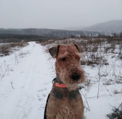 Airedale terriers can sometimes be quite independent and simply not listen to your commands. Som ...