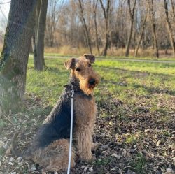 The Airedale Terrier treats children well, loves to spend time with them, to play, however, it i ...