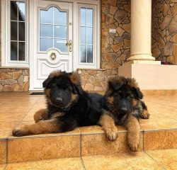 German Shepherds can be used as guard dogs or search dogs as well as companions for families.