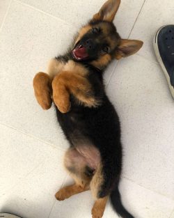 German Shepherds are among the top three smartest dog breeds (along with border collies and pood ...