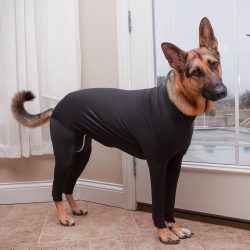 German Shepherds are of medium size. The growth of a dog at the withers is 60-65 cm, weight is 3 ...