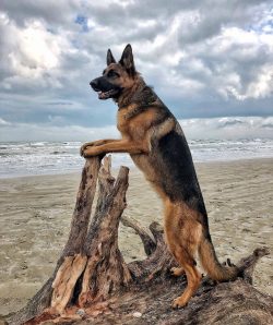 In the German Shepherd, the length of the neck is approximately equal to the length of the head. ...