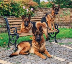 The ears of the German Shepherd are large, erect, triangular in shape, directed parallel. The au ...