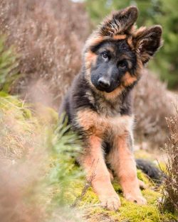 The upper and lower jaws of the German Shepherd are well developed. The teeth are strong, the de ...