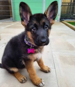 The German Shepherd is one of the ten most popular dog breeds and is one of the most famous bree ...