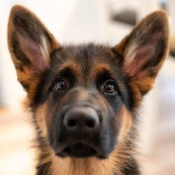 Watching the blind, chasing criminals, hunting illegal substances, serving in the military, visi ...