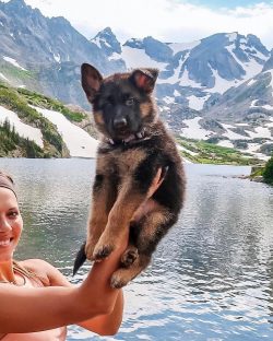 German Shepherds were search dogs that crawled through the ruins of the World Trade Center after ...