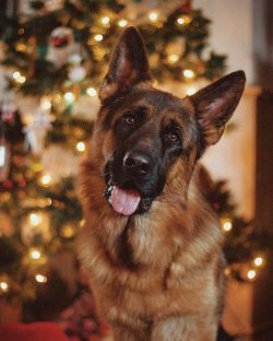 The German Shepherd may embody some of the best traits of dogs, but they’re not for everyo ...