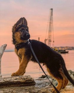Originally bred to herd flocks all day, this is a high-energy dog who needs a lot of activity an ...