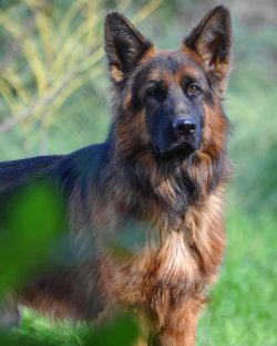 The breed has an aloof and sometimes suspicious personality – a great option for a watchdo ...