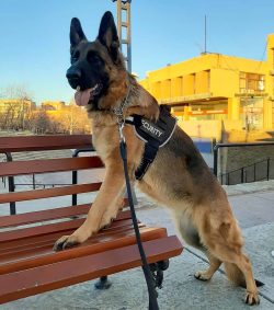 If you introduce the German Shepherd to many different situations and people, starting from pupp ...