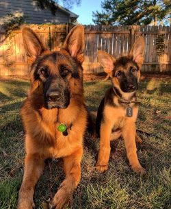 The German Shepherd isn’t the breed for you if you’re away from home frequently or f ...
