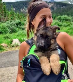 German Shepherds are active and intelligent dogs. They should be busy learning, playing, and wor ...