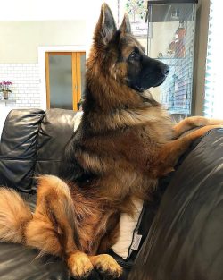 German Shepherds require daily exercise, both physical (such as jogging and flying saucer) and m ...
