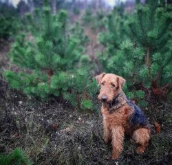 The Airedale is not just a terrier. It is a “multinational fusion” of terriers, shepherds, masti ...