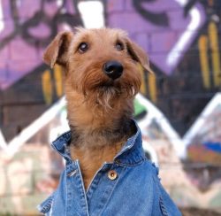 Information about the first Airedale Terriers was kept in the strictest confidence. And even whe ...