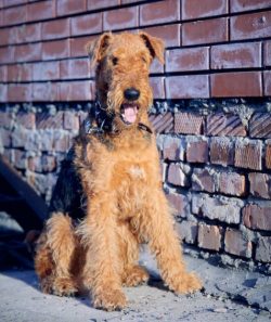Despite the fact that Airedale was bred as independent otter hunters, before the First World War ...