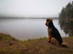 The Airedale is a versatile breed. He is able to become a security guard, sportsman, hunter, or  ...
