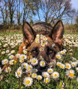 German Shepherds can be aloof and suspicious of strangers.
