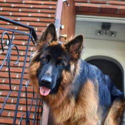 If you are looking to raise an outgoing and well-bred dog, introduce your German Shepherd puppy  ...