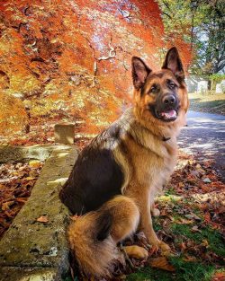 You should be aware that obedience training, starting with puppies, is important to get them use ...