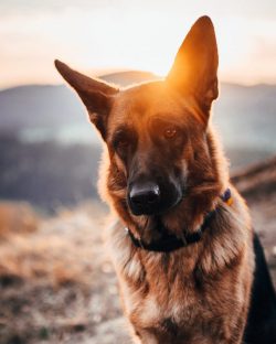 These dogs shed heavily. In fact, their nickname is “German shedder”. Clean them sev ...