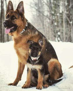 Crate train your puppy. This is a great way to domesticate your puppy and teach him to be calm a ...